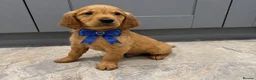 Golden Retriever dogs for sale: READY NOW* KC Dark Golden Retrievers 🧬 - Advert 2
