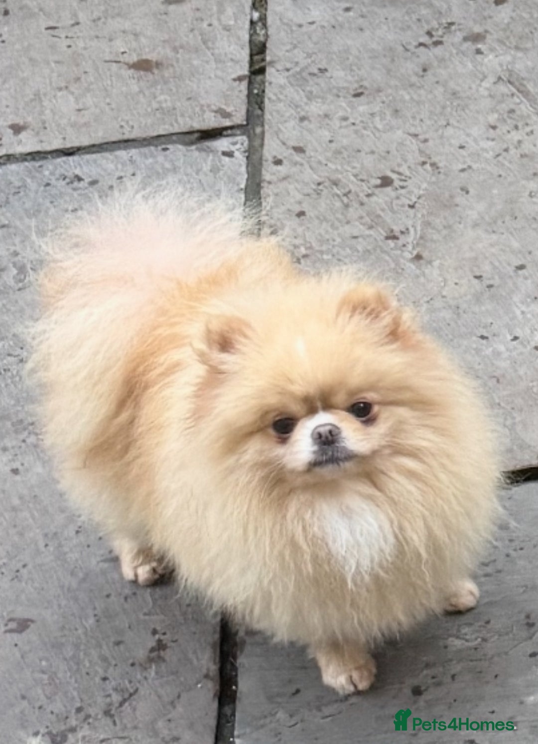 Pomeranian dogs for stud: Beautiful Cream Stud Boy  - Advert 3