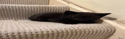 Mixed Breed cats for sale: 6 gorgeous kittens  - Advert 24