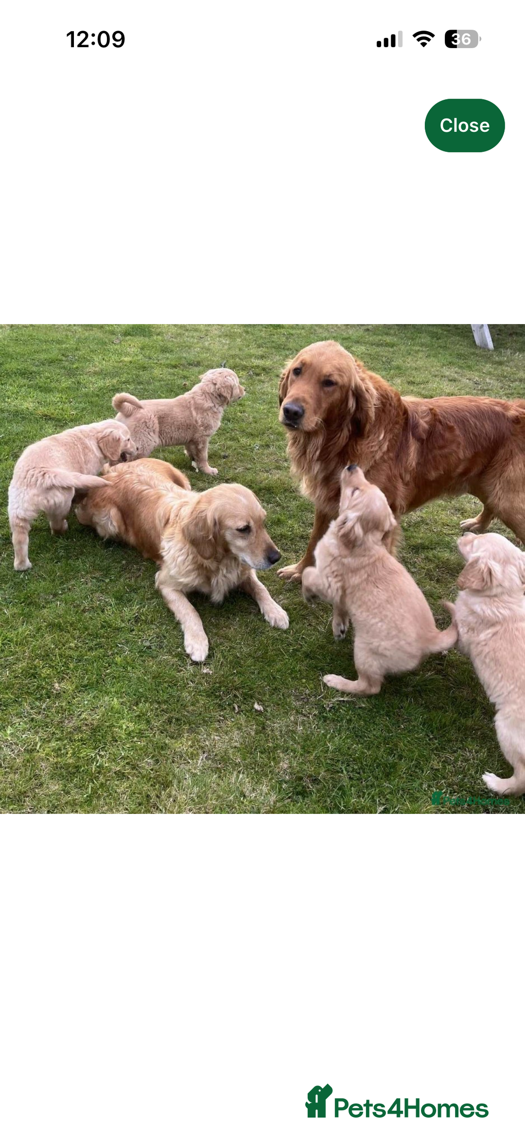 Golden Retriever dogs for sale: Beautiful KC Golden Retriever’s Health tested - Advert 13