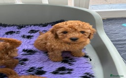 Cavapoo dogs for sale: Beautiful Cavapoo from DNA health tested parents  - Image 12