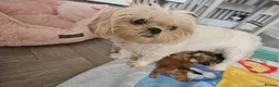 Shih Tzu dogs for sale: pure breed imperial shitzu puppies  - Advert 3