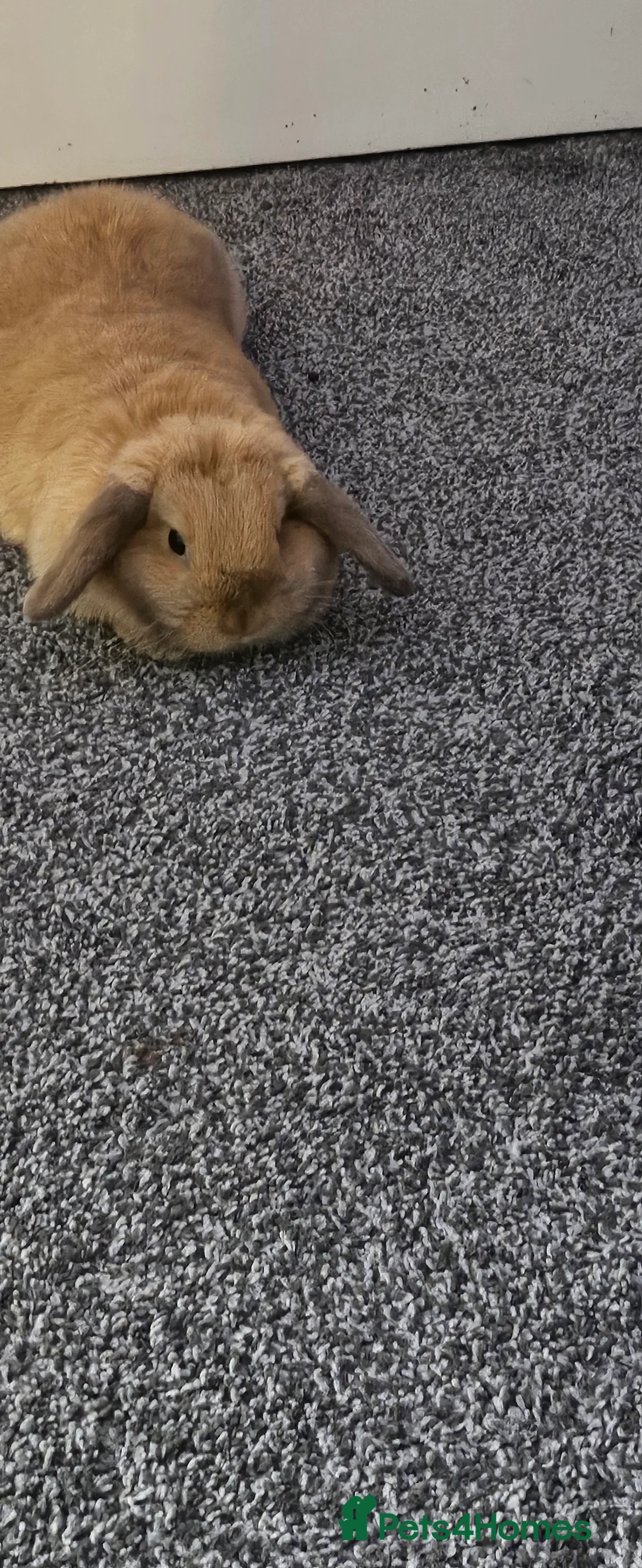 Mini Lop rabbits for sale: Mini lop Doe - Advert 2