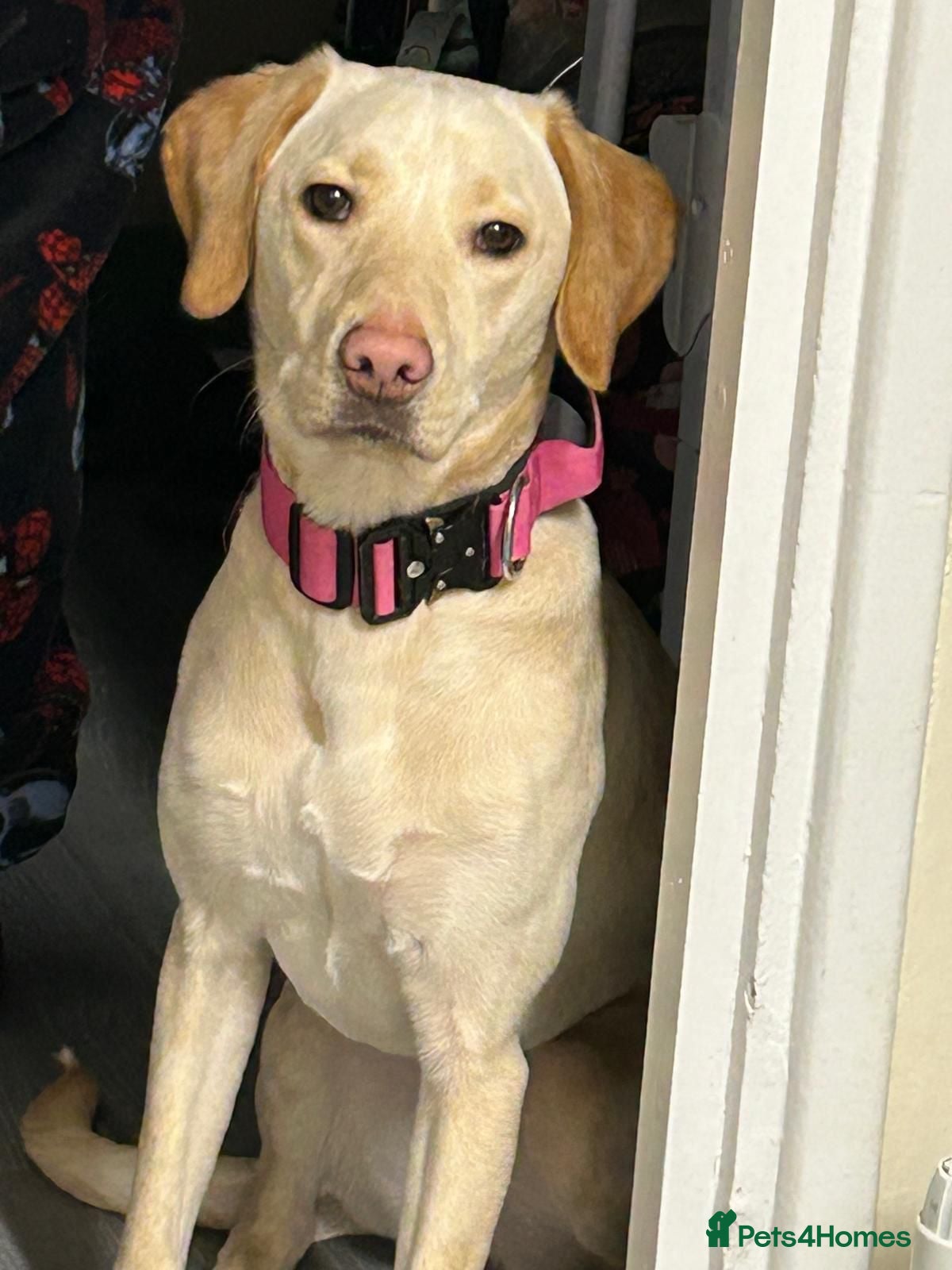 Labrador Retriever dogs Labrador Girl - Advert 11