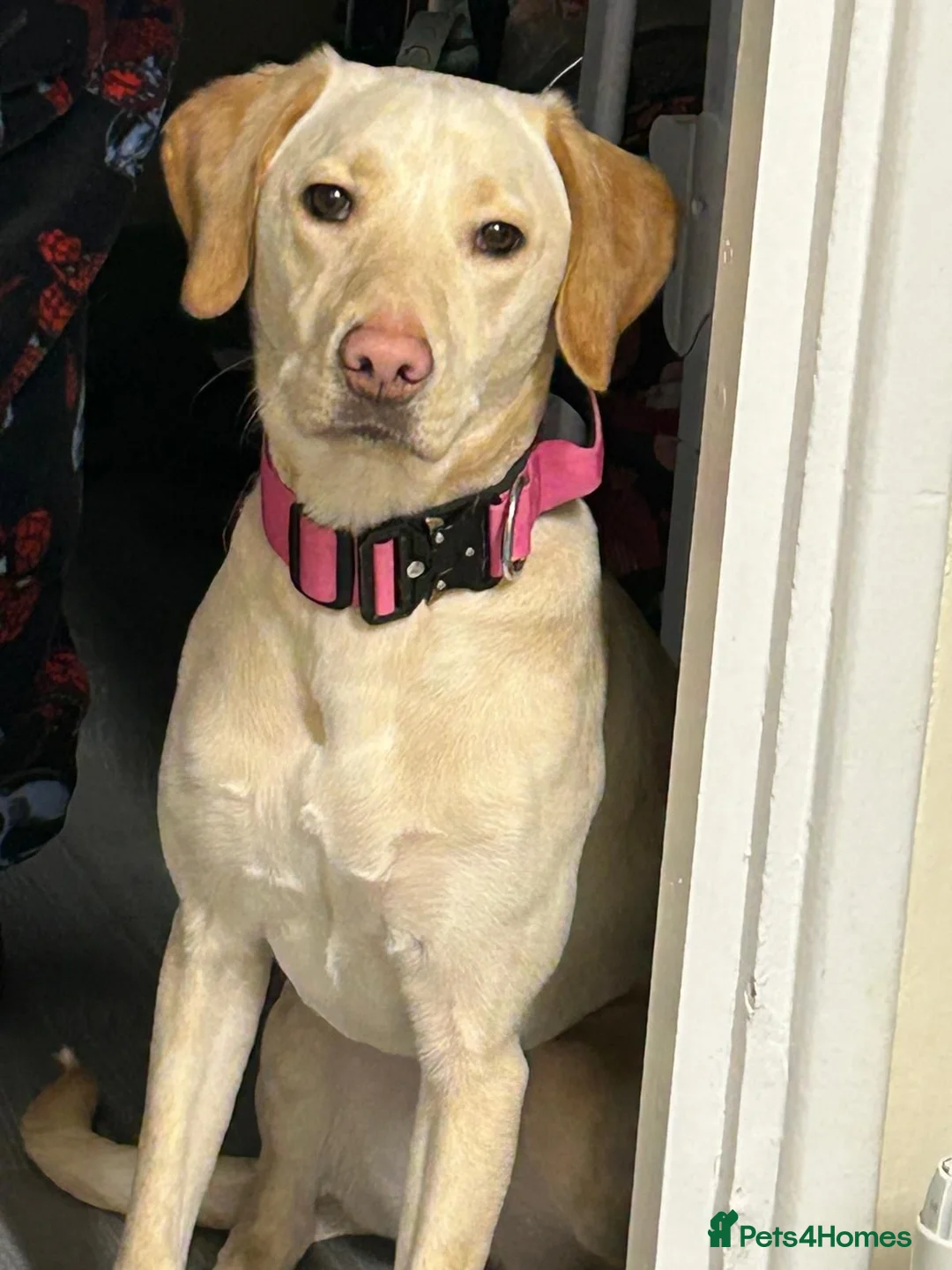 Labrador Retriever dogs for sale: Labrador Girl - Advert 1