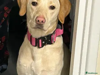 Labrador Retriever dogs Labrador Girl - Advert 11