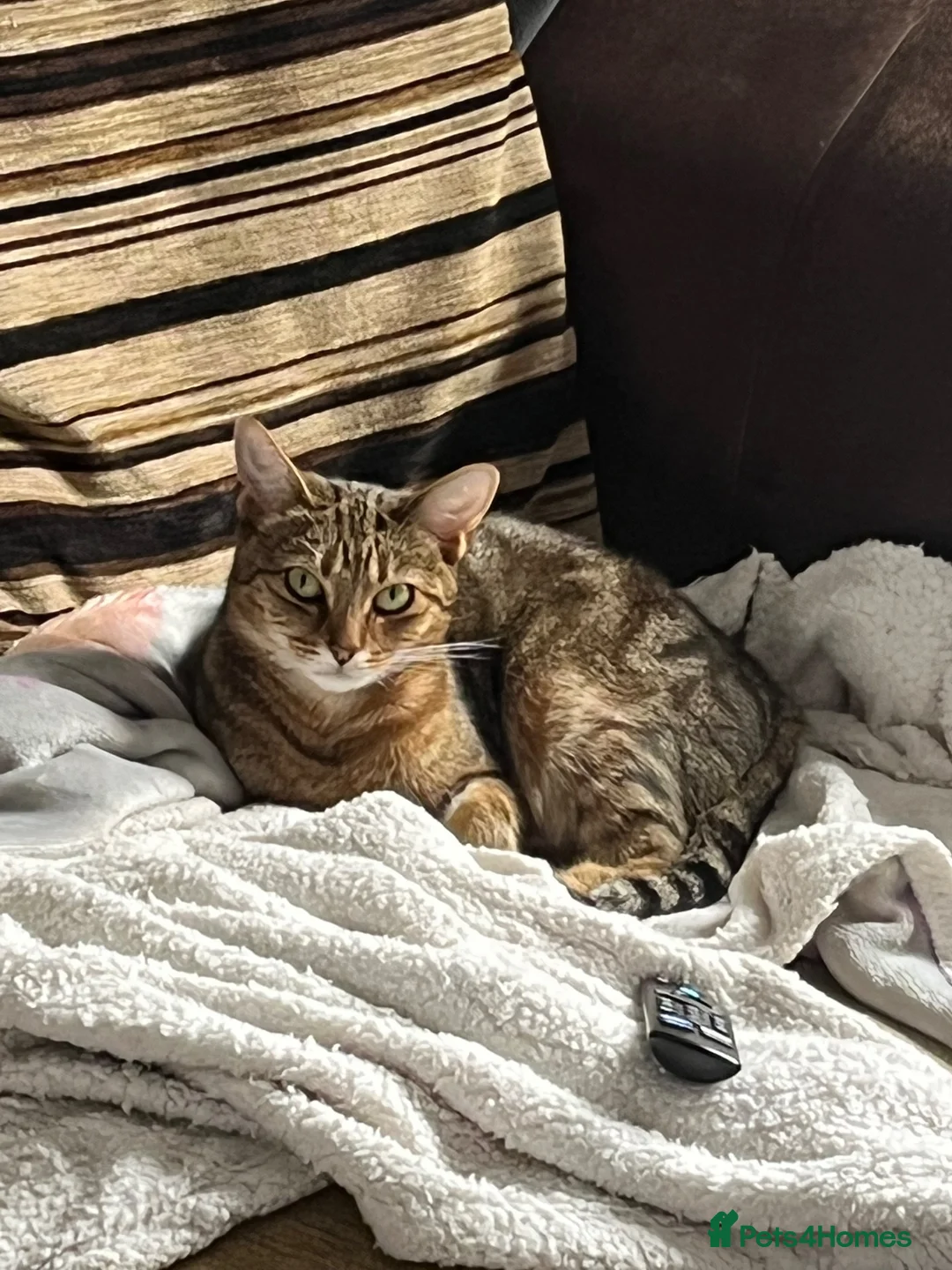 Mixed Breed cats for sale: Female tabby cat looking for new home  in Leek - Advert 1