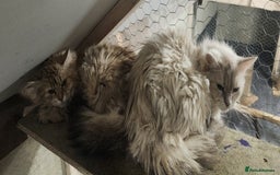 Siberian cats for sale: Siberian queen for sale  - Image 5