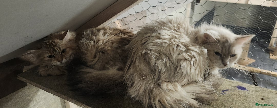 Siberian cats for sale: Siberian queen for sale  - Image 5