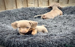 Miniature Dachshund dogs for sale: Beautiful litter of miniature dachshund puppies  - Image 5