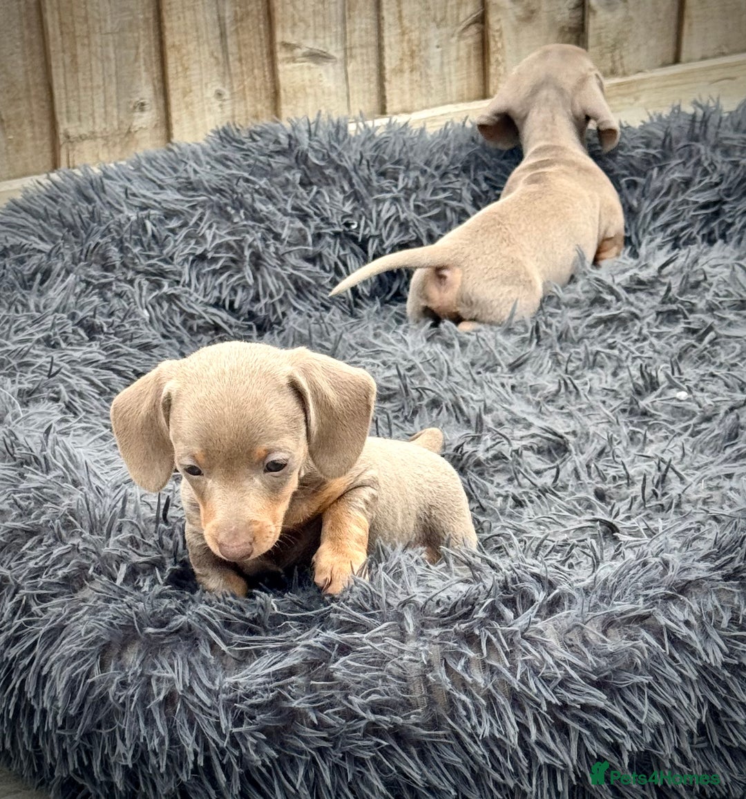Miniature Dachshund dogs for sale: Beautiful litter of miniature dachshund puppies  - Image 5