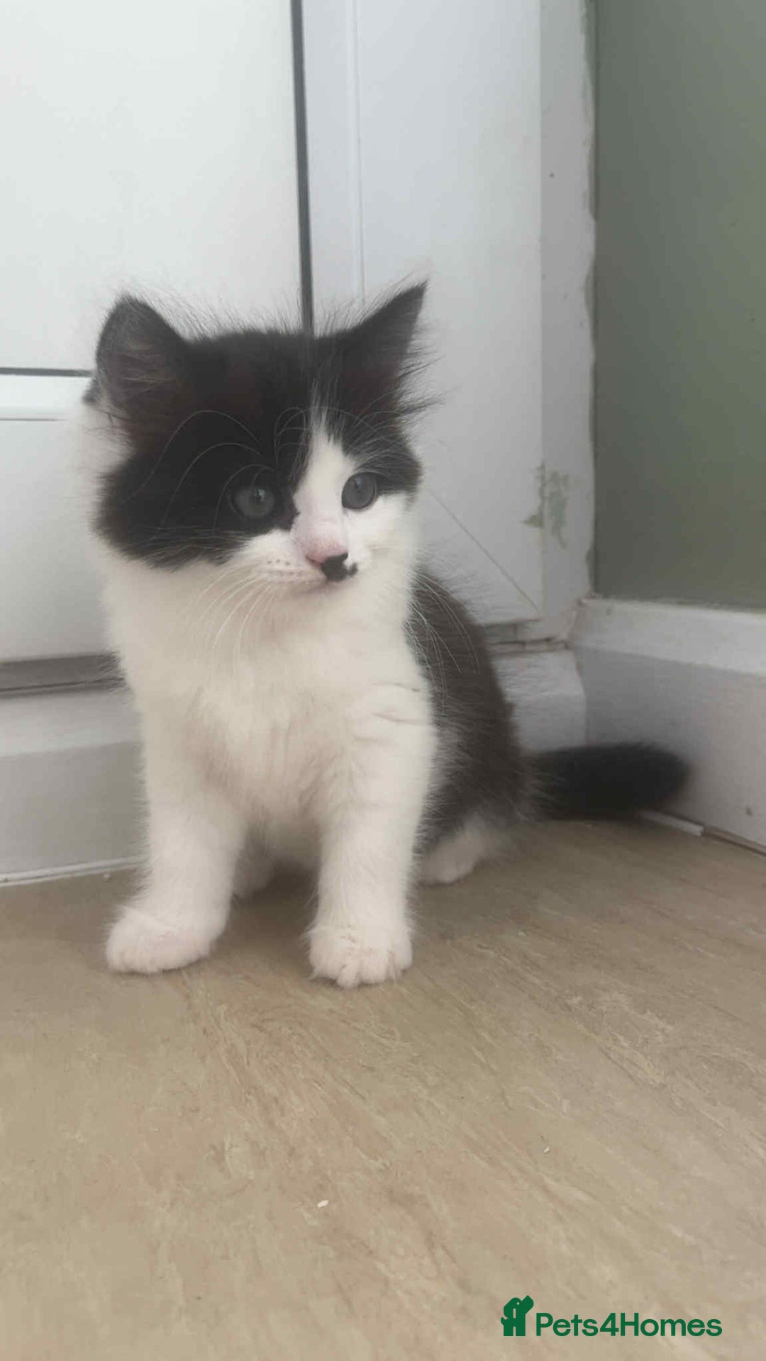 Mixed Breed cats for sale: Kittens mix breed.  - Image 9