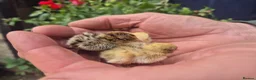 Quail poultry for sale: 💚BABY MIXED COLOURS QUAIL CHICKS💚  - Advert 3