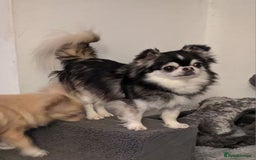 Chihuahua dogs for stud: Husky Marked Thai import Chihuahua Stud - Image 8