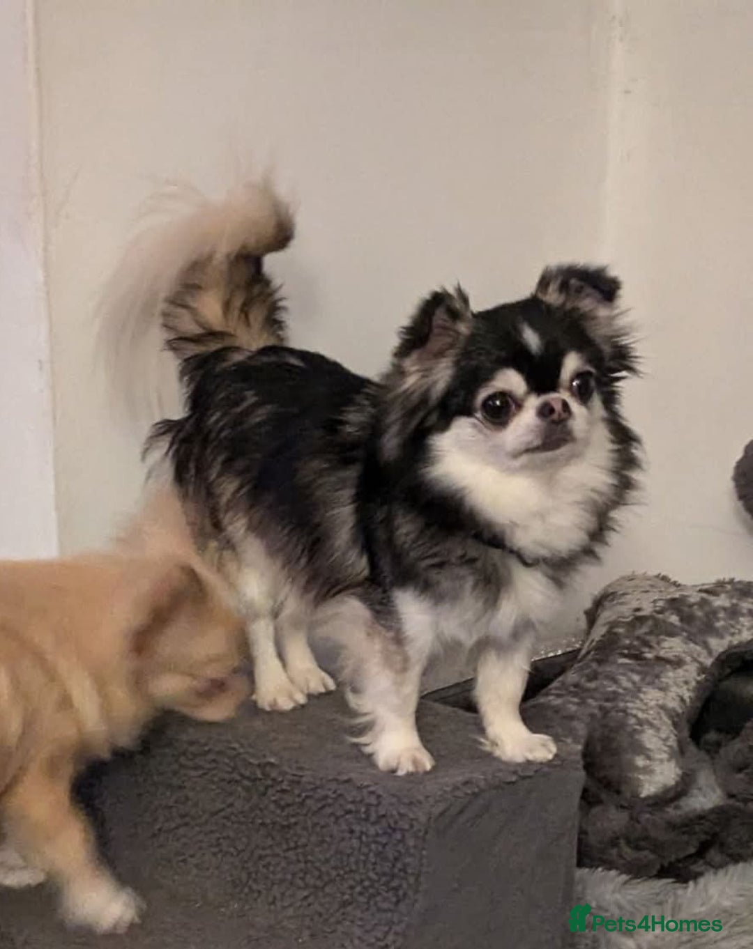 Chihuahua dogs for stud: Husky Marked Thai import Chihuahua Stud - Image 8