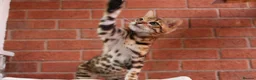 Bengal cats for sale: 🐾 Beautiful Bengal Kitten Aurora🐾 - Advert 4