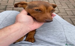 Jack Russell dogs for sale: Jack Russell's from Muchwenlock line - Image 2