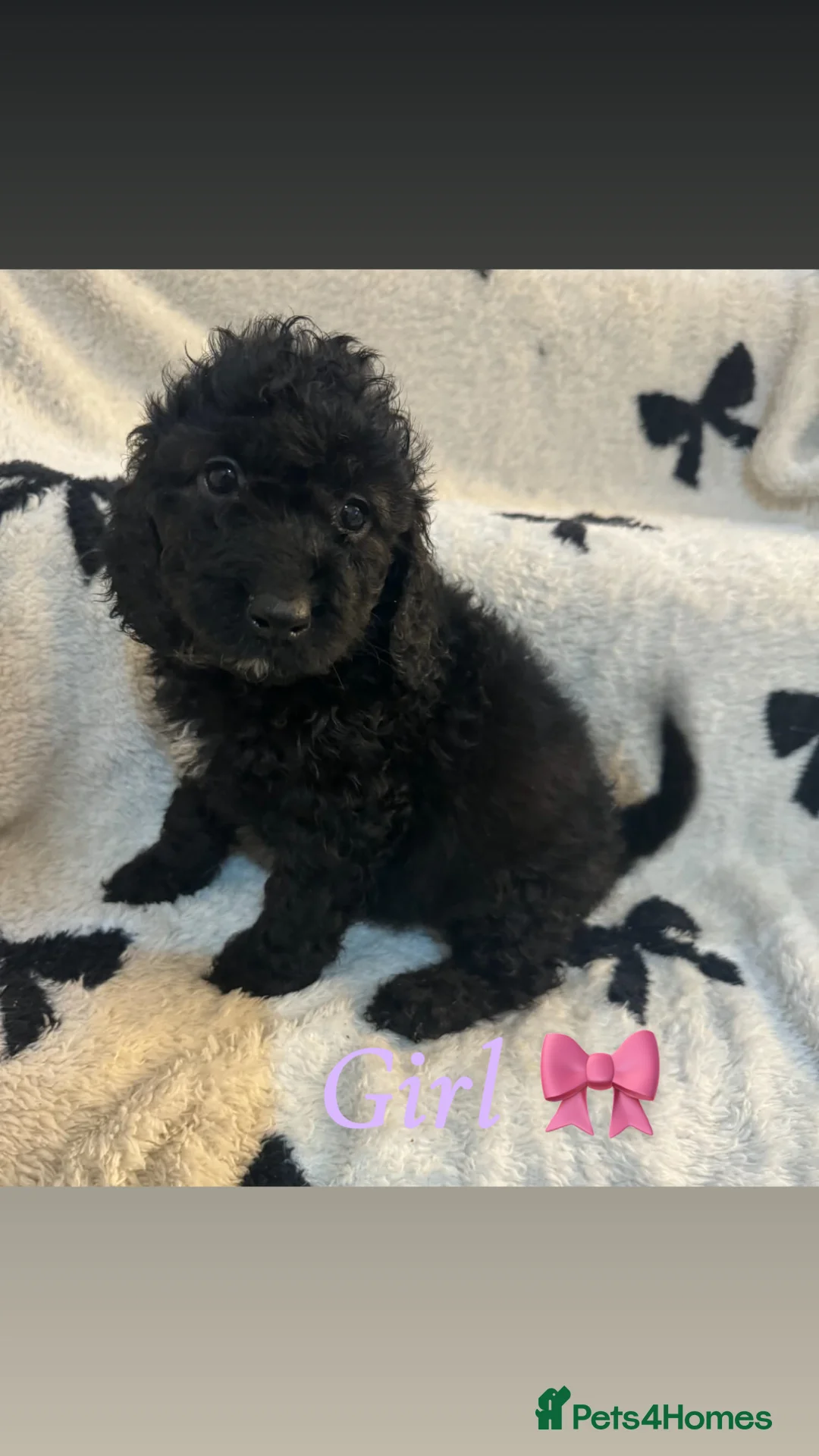 Cockapoo dogs for sale: Cockerpoo puppy’s  - Advert 9