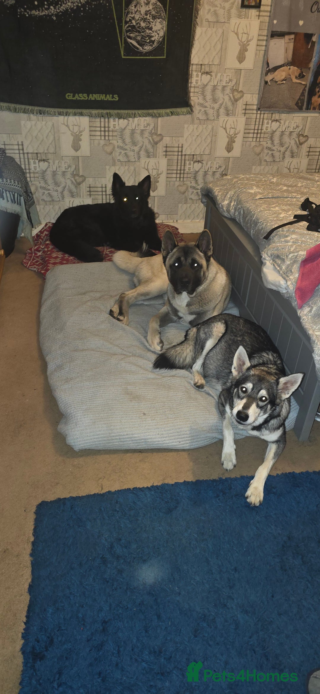 Mixed Breed dogs for sale: Northern Inuit cross American akita  - Image 28