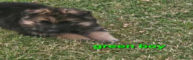 German Shepherd 7 green 