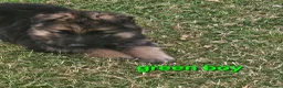 German Shepherd dogs for sale: 8 BIG German Shepherd Puppies  - Advert 4