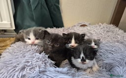 Ragdoll cats for sale: Ragdoll X Kittens  - Image 3