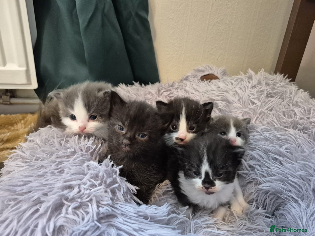 Ragdoll cats for sale: Ragdoll X Kittens  - Image 3