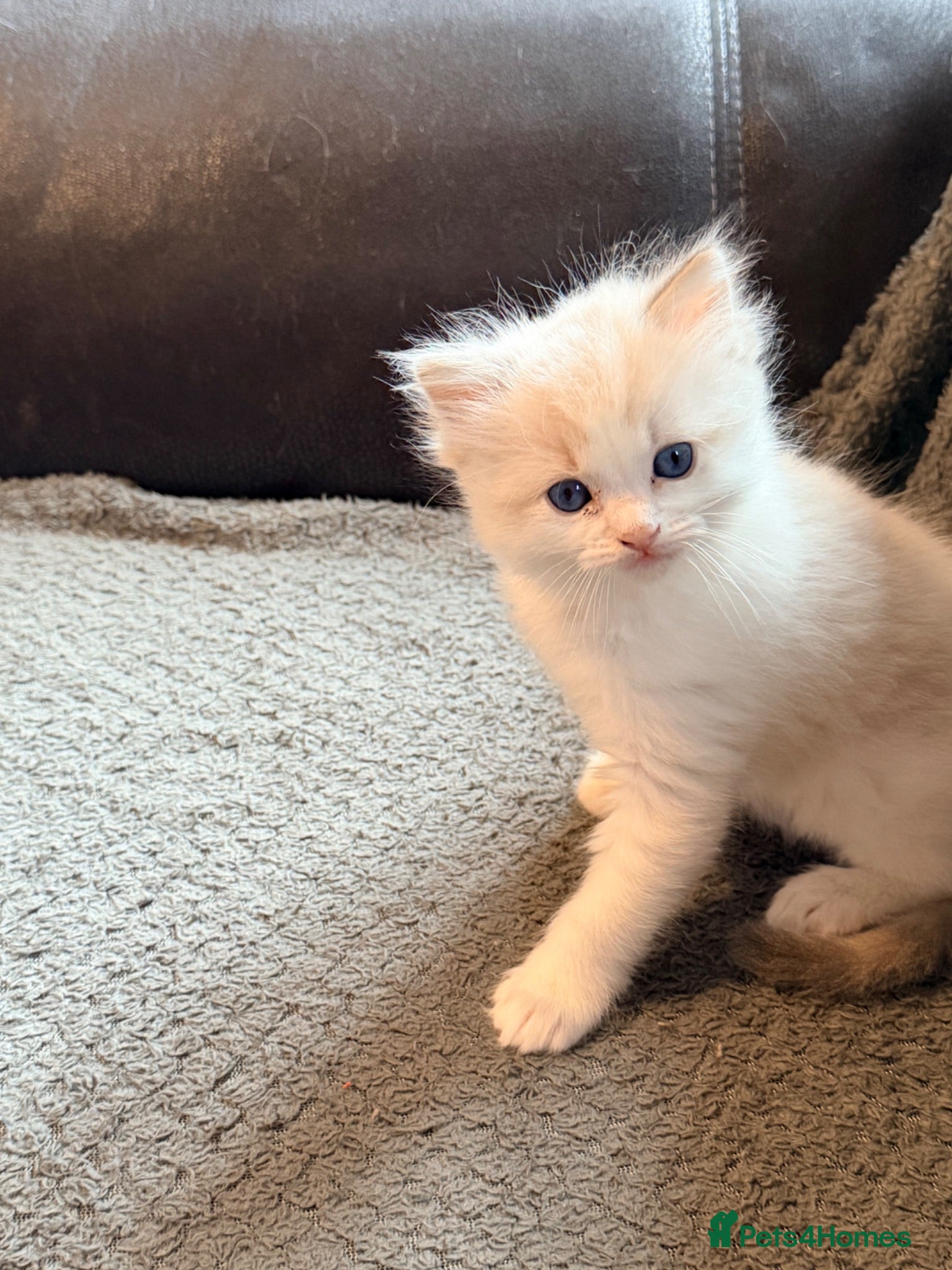 Ragdoll cats  One Huge ragdoll kitten looking for a  home  - Advert 7