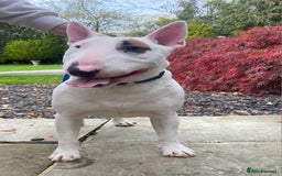 Bull Terrier dogs for sale: Lovely Quality 1 year old male - Image 1