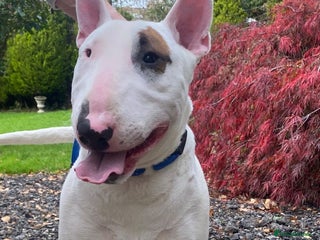 Bull Terrier dogs - Advert 1