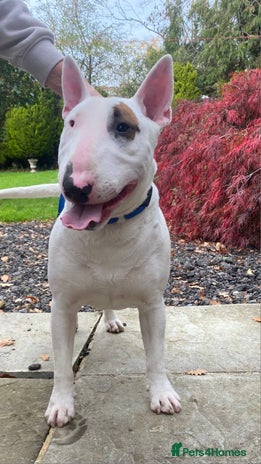 Bull Terrier dogs - Advert 1