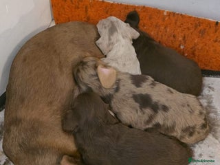 Miniature Dachshund dogs Miniature Dachshund Puppies Ready for Loving Homes - Advert 2