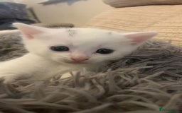 Ragdoll cats for sale: Two female Ragdoll kittens - Image 2