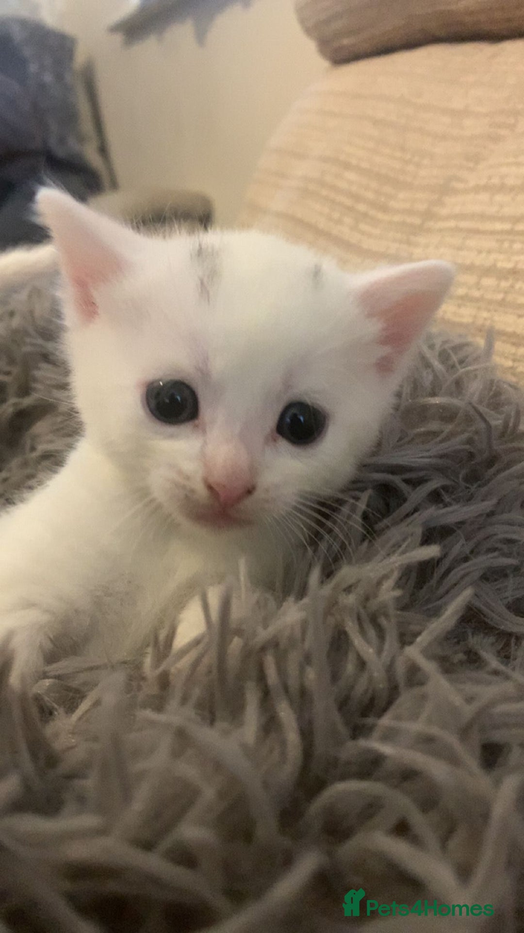 Ragdoll cats for sale: Two female Ragdoll kittens - Image 2