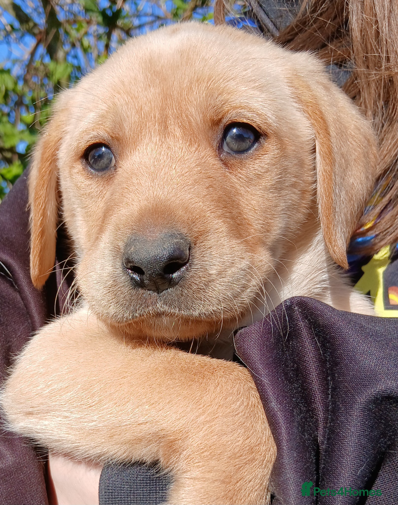 Labrador Retriever dogs Gorgeous labs Ready 5th May - Advert 6