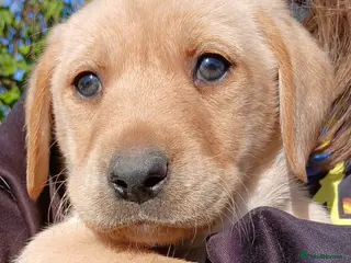 Labrador Retriever dogs Gorgeous labs Ready 5th May - Advert 1