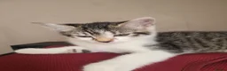 Domestic Shorthair cats for sale: Kittens for sale - Advert 12