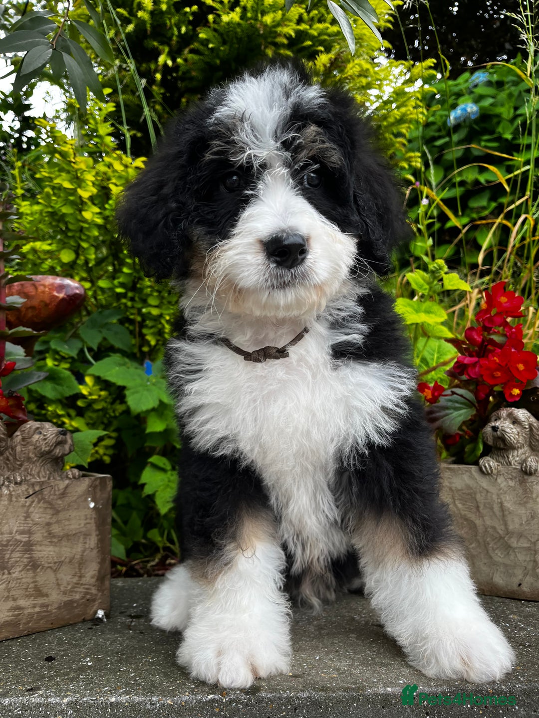 Bernedoodle Dog Mini Bernedoodle Puppies Immediately Available