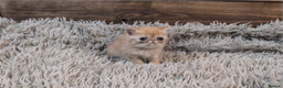 Persian cats for sale: Persian Kittens For Sale - Advert 29