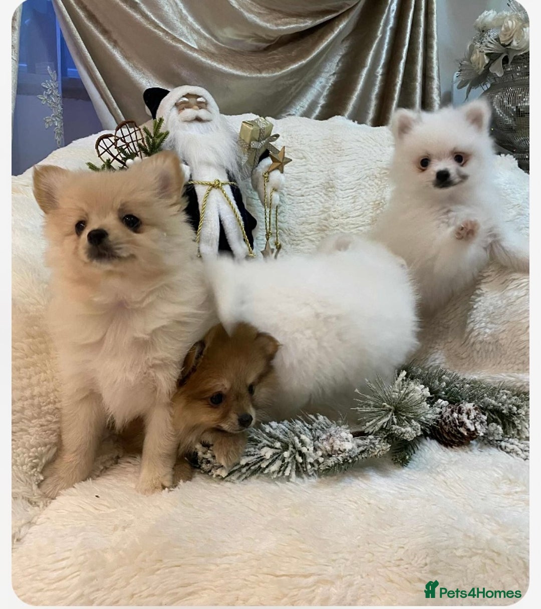 Pomeranian dogs for sale: Pomeranian puppies ready to go… - Advert 10