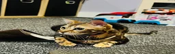 Bengal cats for sale: Rose  in Preston - Advert 3