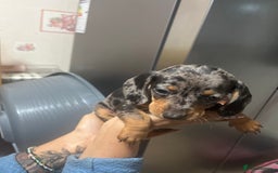 Dachshund dogs for sale: Our 7 Adorable Dachshund Puppies Ready for Homes - Image 20