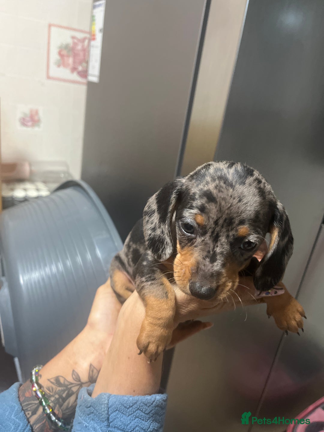 Dachshund dogs for sale: Our 7 Adorable Dachshund Puppies Ready for Homes - Image 20