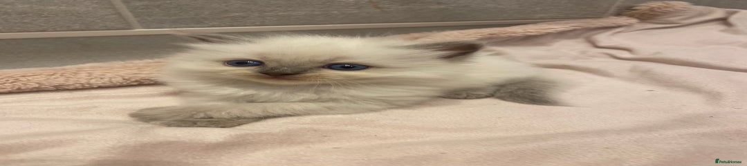 Ragdoll Kitten 6