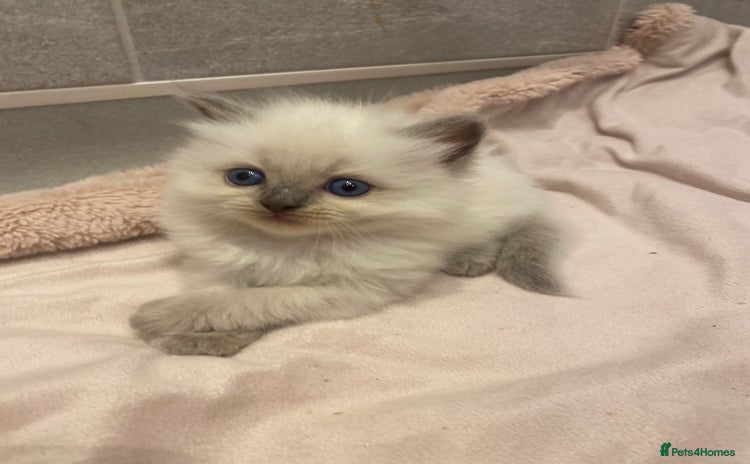 Ragdoll cats - Advert 7