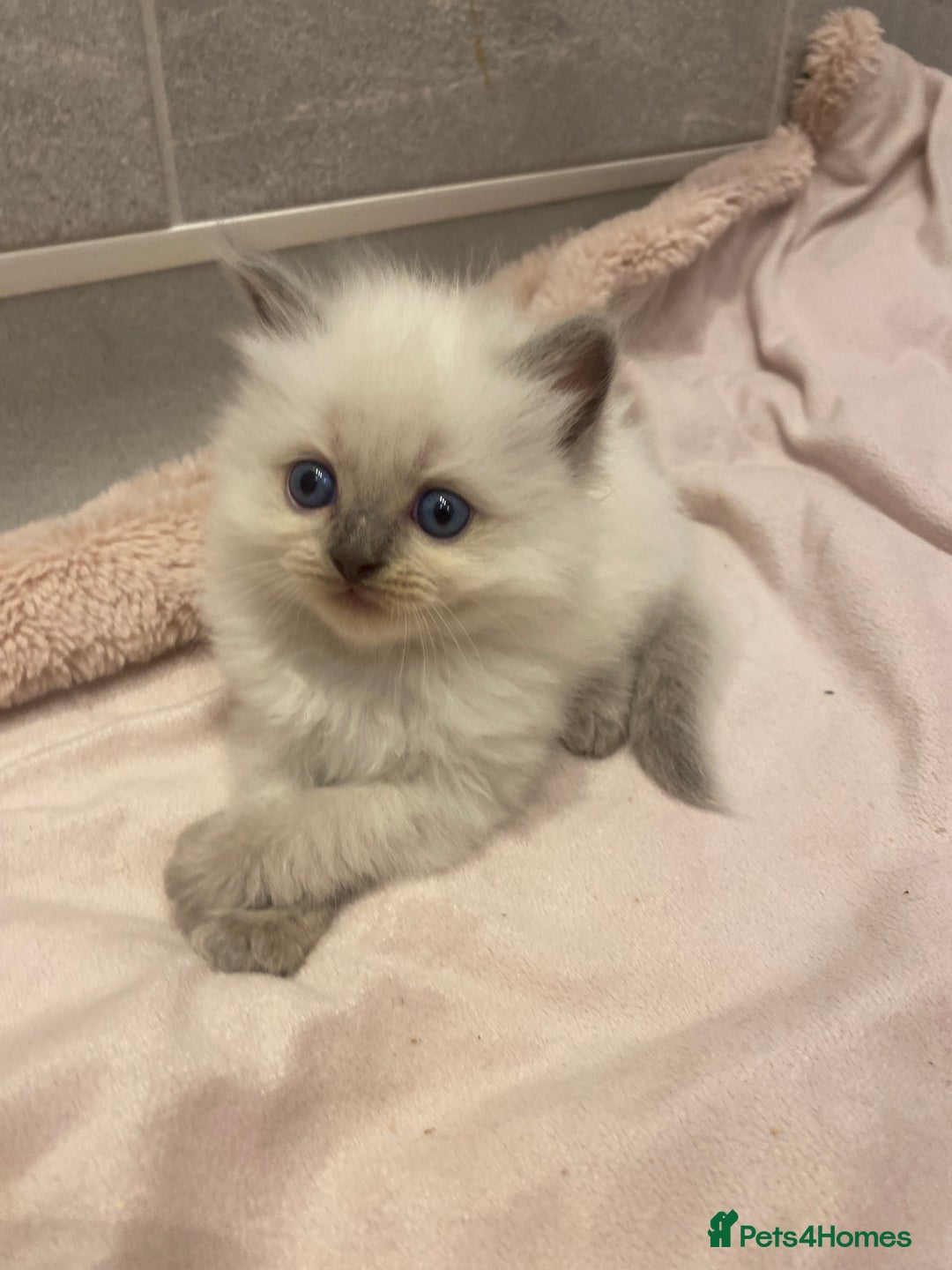 Ragdoll cats for sale: Ragdoll kittens😻 only 1 kitten left 😻ready now  - Image 4