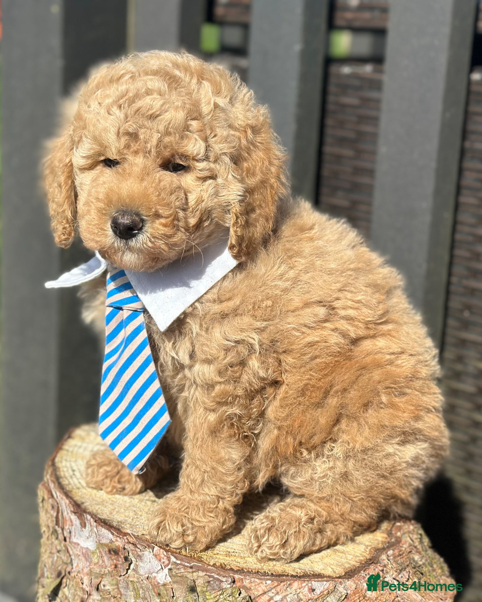 Goldendoodle dogs F1B MINI/MEDIUM GOLDENDOODLES FULL HEALTH CHECKED  - Advert 1