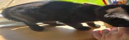 Mixed Breed cats for sale: Beautiful playful Black female kitten  - Advert 4
