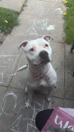 Mixed Breed dogs in Birmingham - Advert 10