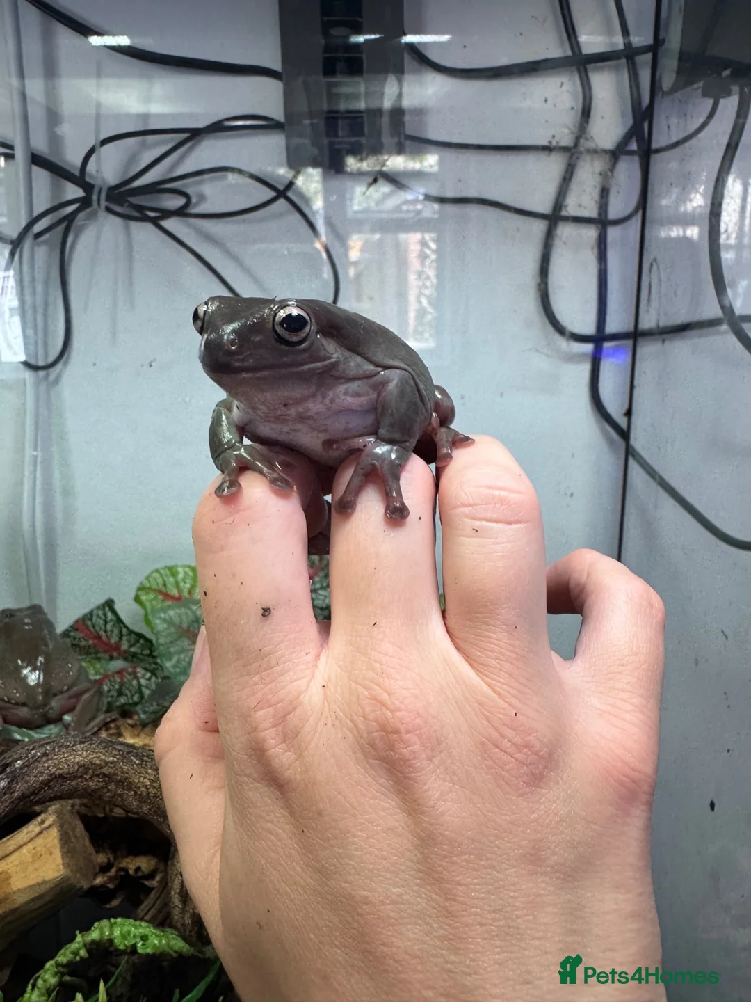 Frog reptiles for sale: 3 Whites tree frogs for sale  - Advert 2